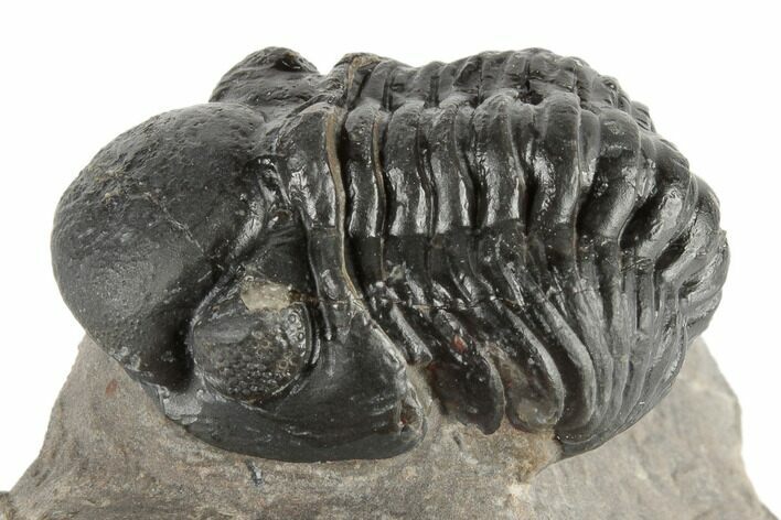 1.2" Detailed Reedops Trilobite - Atchana, Morocco